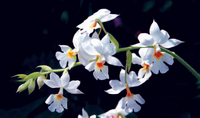 อั้วนวลจันทร์ Calanthe vestita Lindl.<br/>ORCHIDACEAE